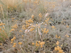 Allium flavum tauricum