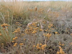 Allium flavum tauricum