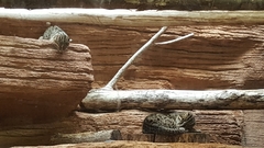 Prionailurus viverrinus