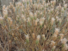 Klasea erucifolia
