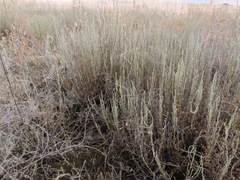 Artemisia pauciflora