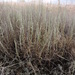 Artemisia pauciflora - Photo (c) Alexey P. Seregin, algunos derechos reservados (CC BY-NC), subido por Alexey P. Seregin