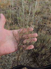 Artemisia pauciflora