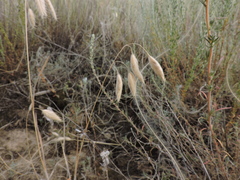 Bromus squarrosus villosus