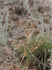 Ferula caspica