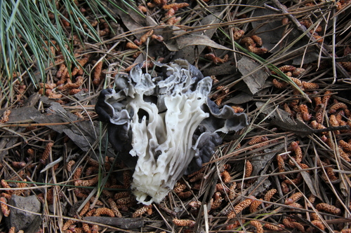Western Black Elfin Saddle