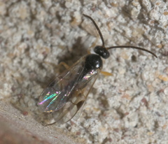 Hypomicrogaster