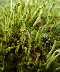 Cladonia rei
