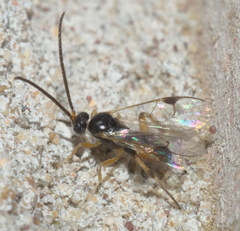 Hypomicrogaster