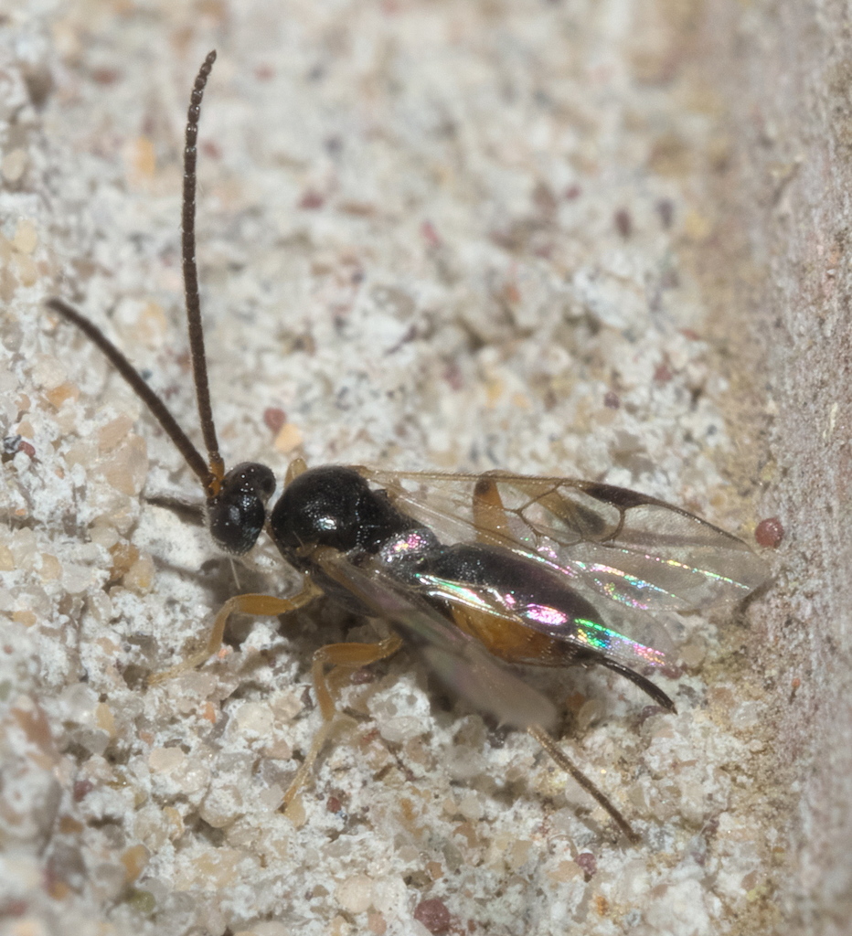 Hypomicrogaster