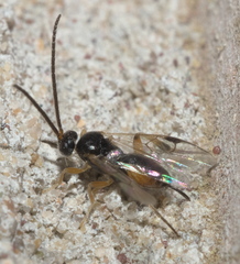 Hypomicrogaster