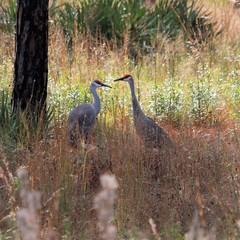 Antigone canadensis pulla