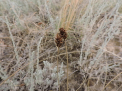 Carex stenophylla