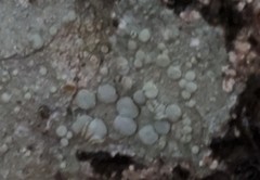 Lecanora caesiorubella