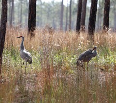 Antigone canadensis pulla
