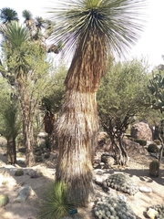 Yucca queretaroensis