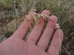 Poa bulbosa vivipara
