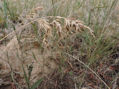 Poa bulbosa vivipara