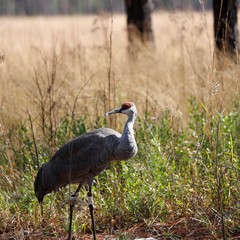 Antigone canadensis pulla