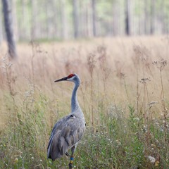 Antigone canadensis pulla
