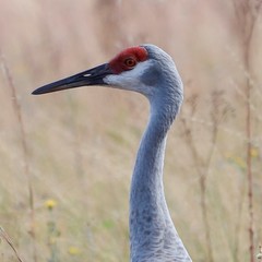 Antigone canadensis pulla