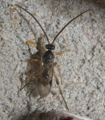 Diolcogaster