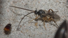 Diolcogaster