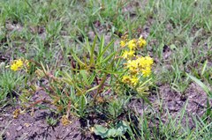 Triumfetta welwitschii