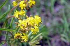 Triumfetta welwitschii