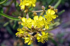 Triumfetta welwitschii