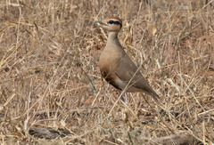 Cursorius temminckii