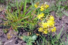 Triumfetta welwitschii