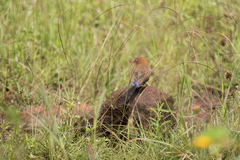 Granatina ianthinogaster