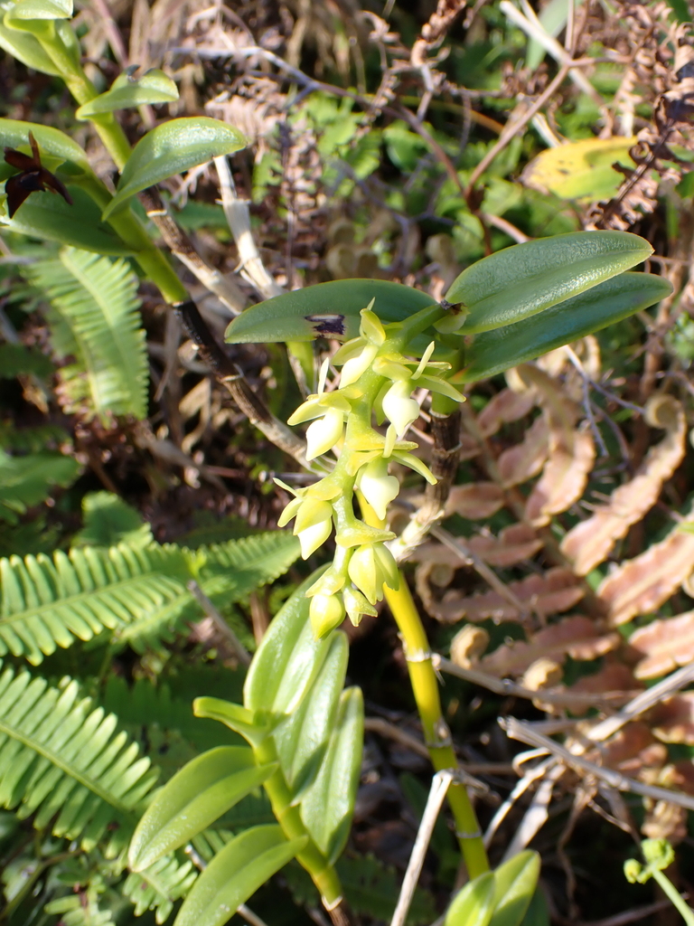 Epidendrum urbanianum Cogn. 3