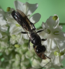 Crossocerus