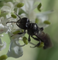 Crossocerus