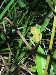 Boana cinerascens