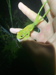 Boana cinerascens
