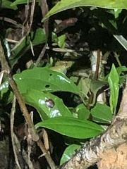 Boana cinerascens