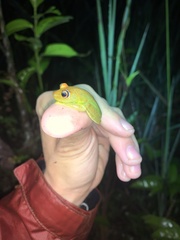 Boana cinerascens