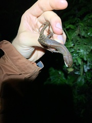 Gelanesaurus flavogularis