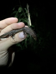 Gelanesaurus flavogularis