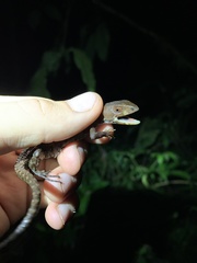 Gelanesaurus flavogularis