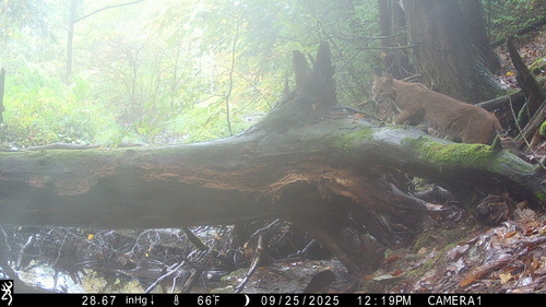 Bobcat photographed in New York