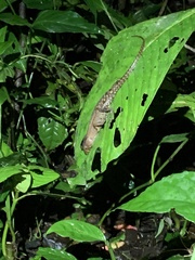 Gelanesaurus flavogularis