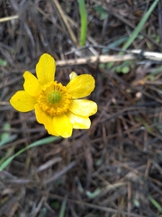Ranunculus bullatus