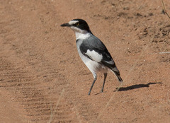Lanioturdus torquatus