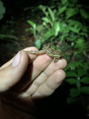 Pristimantis incomptus