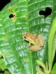 Pristimantis incomptus