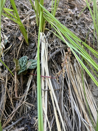 iNaturalist observation photo of white-veined wintergreen